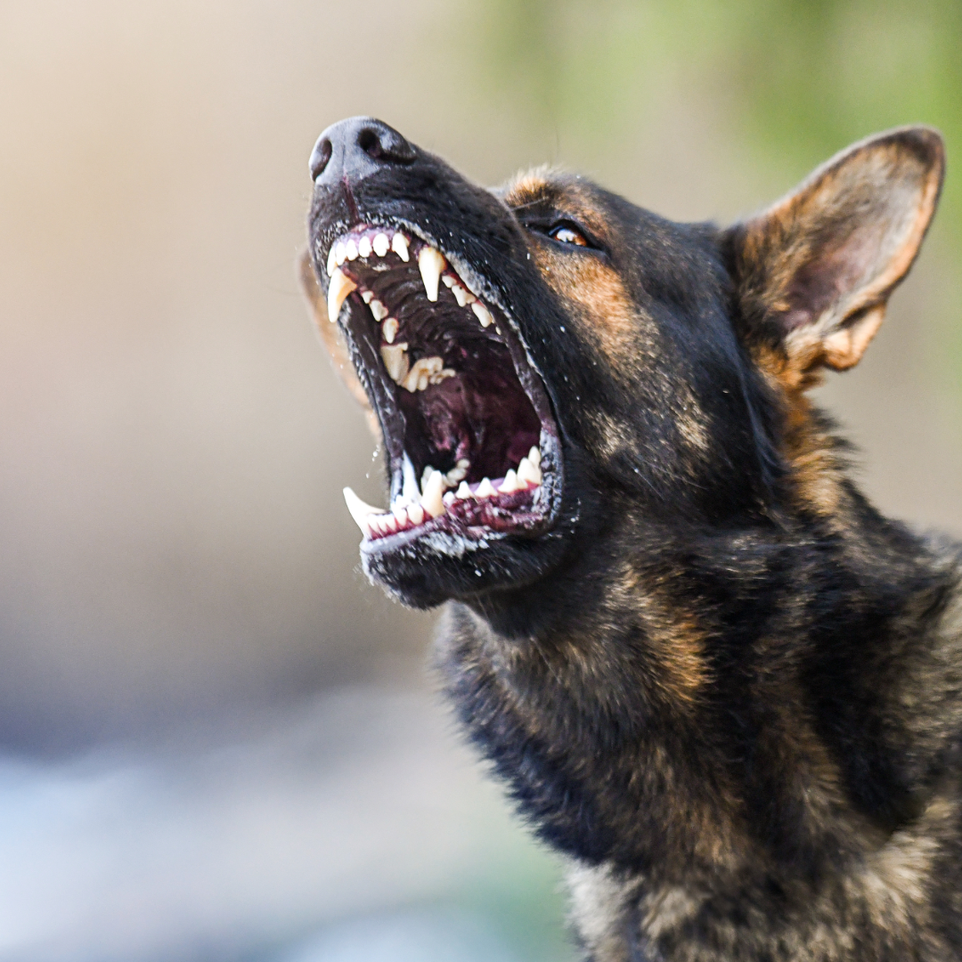 https://shinlawoffice.com/wp-content/uploads/2025/06/Dog-Bites-Animal-Attacks.png