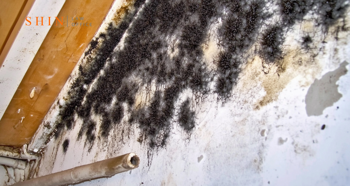 Mold Exposure in Woodbridge, VA: What You Need to Know Before It Gets Worse