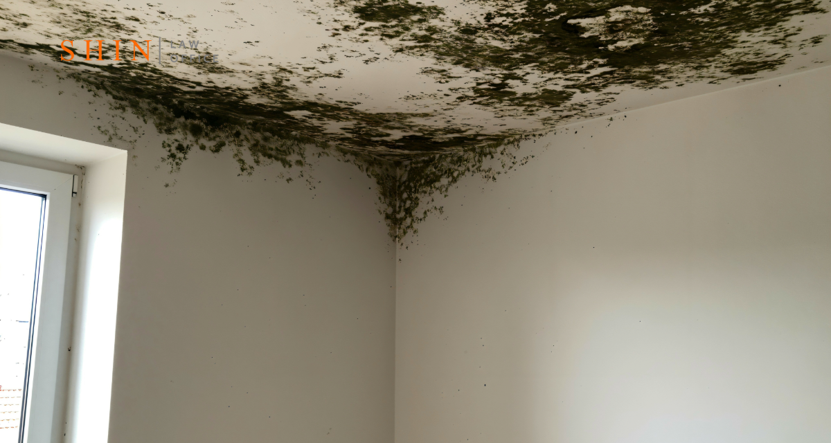 Residential Mold Infestation in Fairfax: Can You Sue a Landlord for Exposure?